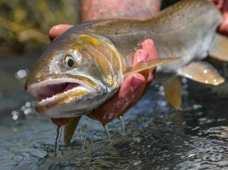 2025 Fly Fishing Film Tour